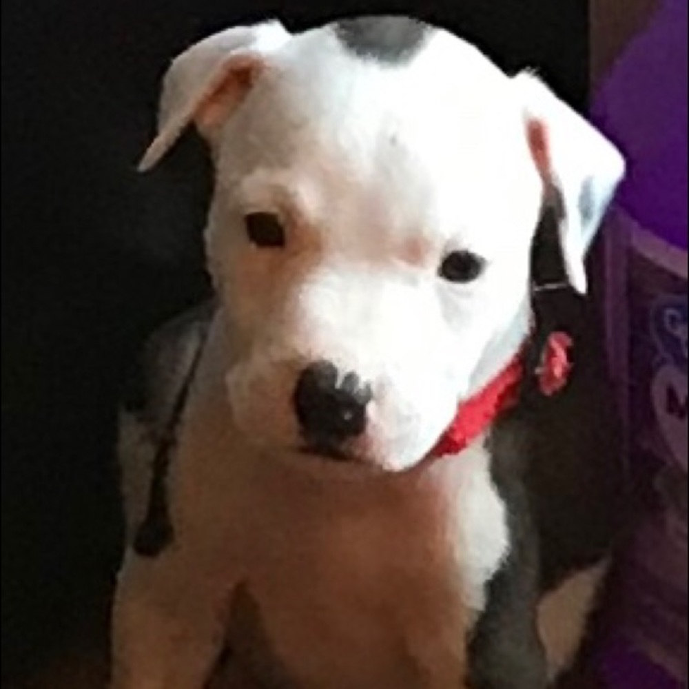 Meet your Posher, Laurie